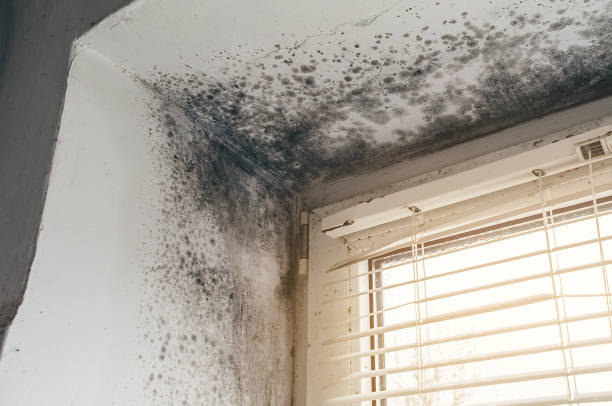 Affordable Mold Remediation solutions in Fords, NJ